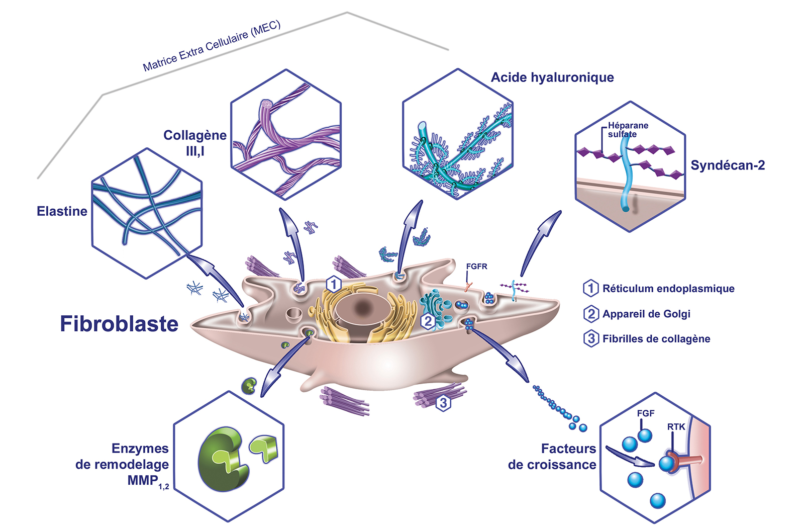 Le Rôle des fibroblastes